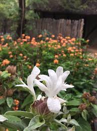 Image result for Barleria tanzaniana