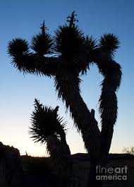 Use them in commercial designs under lifetime, perpetual & worldwide rights. Joshua Tree Silhouette Photograph By James Moore