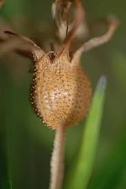 Image result for Velloziaceae