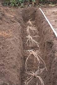 Spargel Jungpflanzen Einpflanzen Spargel Pflanzen Gruner Spargel Spargel