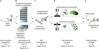 Check out our selection of dye leak detector from the best brands and manufacturers. Single Cell Imaging Of Human Cancer Xenografts Using Adult Immunodeficient Zebrafish Nature Protocols