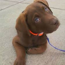 While their coats are called silver, they are actually just a lighter, diluted version of the chocolate lab. Australian Shepard Chocolate Lab Mix Lab Mix Puppies Puppies Cute Dogs