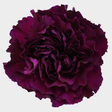 Plum flower transparent images (1,074). Purple Carnation Flowers Fancy Wholesale Blooms By The Box