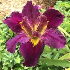 We did not find results for: Louisiana Iris Care Bulbs And Fact Sheet Nurseries Online