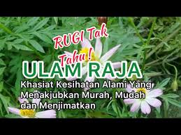 Ulam raja ini amat mudah di tanam dan mampu mencapai sehingga dua meter kerana pokok ulam raja ini mudah membiak dan membesar. Cara Tanam Daun Sup Dari Keratan Batang Litetube