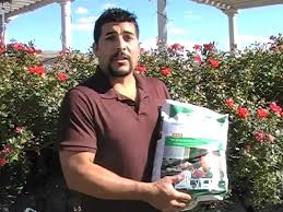 TomatoFare East 2010