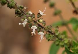 Image result for Ocimum americanum