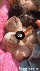 Very Happy To Take Care Of Puppies Dogs Cute Funny Animal Videos Cute Baby Animals Super Cute Dogs