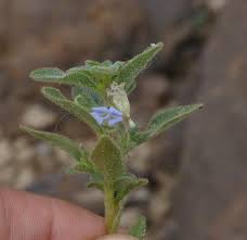 Image result for Anticharis senegalensis