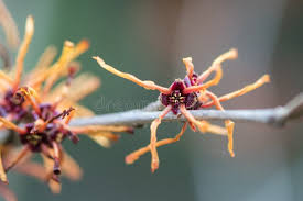 Image result for Hamamelidaceae