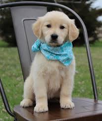 We have placed over 3,800 dogs since we were founded in 2001 into their forever, loving homes! Golden Retriever Puppies Pet City Pet Shops
