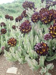 Image result for Ceropegia speciosa