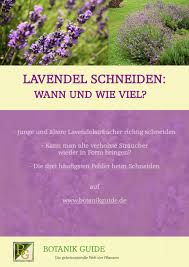 Lavendel Schneiden Wann Und Wie Viel Lavendel Schneiden Garten Lavendel Lavendel