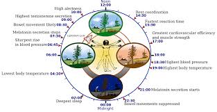 circadian rhythm wikipedia