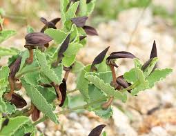 Image result for Aristolochia heppii