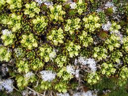 Image result for Emilia caespitosa