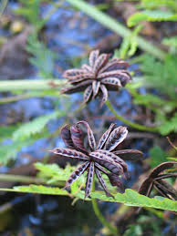 Image result for Neptunia oleracea