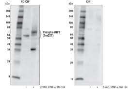 Image result for pakt ribbentrop-mo