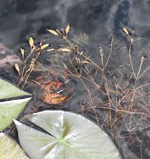 Image result for Potamogeton octandrus