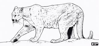 Free Mountain Lion Coloring Pages Coloring Pages Felines Coloring Book Felines Printable Color Pages Lion Coloring Pages Lion Images Coloring Pages