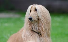They have average height and weight. Lab Mix Labrador Cross Breeds The Labrador Site