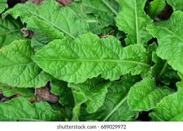 Image result for Elephantopus