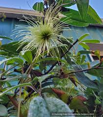 Image result for Clematis dolichopoda