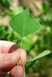 Image result for Sapium