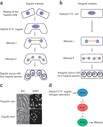 Check spelling or type a new query. Synchronized Fission Yeast Meiosis Using An Atp Analog Sensitive Pat1 Protein Kinase Nature Protocols