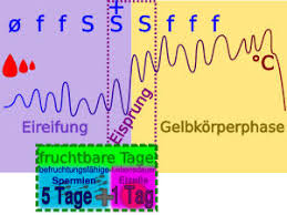 Wann Sind Die Fruchtbaren Tage