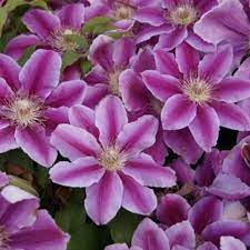 We did not find results for: Clematis Dr Ruppel