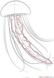 This jellyfish drawing tutorial shows the sketching and drawing steps from start to finish. Pin On Drawings