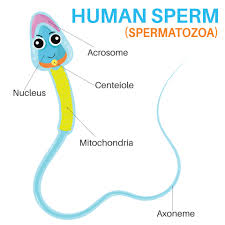 The human sperm cell. 15637913 Vector Art at Vecteezy
