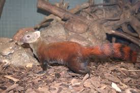These species were previously included in the genus lutra, together with the eurasian otter, but they have now been moved to a separate genus.the genus comprises four living and one known fossil species: Ring Tailed Vontsira Zoochat