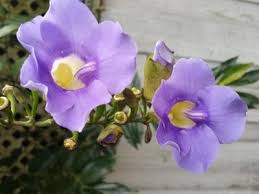 Image result for Thunbergia vogeliana
