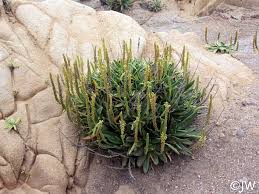 Image result for Plantago palmata