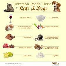 Is Cat Food Bad For Dogs Http Pets Ok Com Is Cat Food Bad For Dogs Cats 3979 Html Foods Bad For Dogs Dangerous Foods For Dogs Pet Market