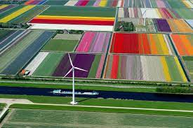 Strona główna / #keukenhof #tulipany #holandia #lisse #holandiazdziećmi #atrakcjeholandii #cozobaczyćwholandii. Wow Tulipany W Holandii Z Lotu Ptaka Przypominaja Pachnace Kolorowe Dywany Zdjecia