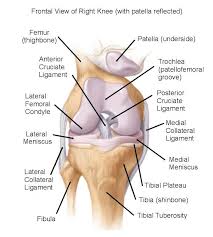 Diagrams Frontal View Knee Anatomy Diagram Human Knee Anatomy Of The Knee Anatomy