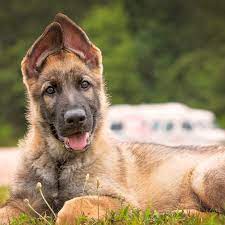 Lol blooper compilation video of me playing around with my german shepherd! 84 Names For German Shepherds