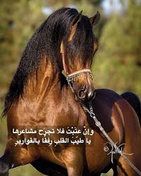 علموها إن عي ونها منبذ كل ش عر وش عور لايك السعودية قصيد خيل فرس شعر خواطر فيديو وناسه تصاميم ابداع Horses Instagram Posts Arabians