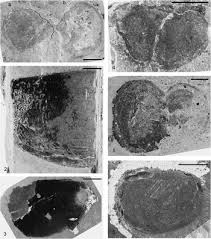 The red panda (ailurus fulgens) is a carnivoran native to the eastern himalayas and southwestern china.it is listed as endangered on the iucn red list because the wild population is estimated at fewer than 10,000 mature individuals and continues to decline due to habitat loss and fragmentation, poaching, and inbreeding depression. Soft Bodied Biota From The Middle Cambrian Drumian Rockslide Formation Mackenzie Mountains Northwestern Canada Journal Of Paleontology Cambridge Core