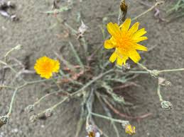 Image result for Launaea