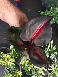 Philodendron Red Heart Plants House Plants Philodendron