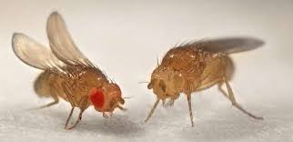 They can follow the scent of ripening and decaying fruit over long these pests feed on overripe and rotting fruit and the fermenting sugars in leftover alcoholic or tip: Drosophila Melanogaster Fruit Fly Genetics