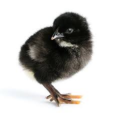 Vaccinarea puilor de gaina pentru carne. Pui Porumbac Super Greu Vanzare Pui De O Zi Agri Shop