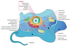 The graphic below shows an unlabeled animal cell. Centrosome Wikipedia