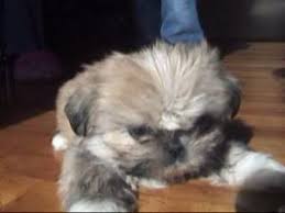 Find shih tzu puppies and breeders in your area and helpful shih tzu information. Shih Tzu Puppies In Washington Dc