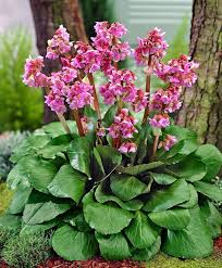 Damit sich nach dem floralen auftakt durch die frühlingsblüher im garten die blütensinfonie nahtlos fortsetzt, sind sommerblühende sträucher pünktlich zur stelle. 20 Winterharte Stauden Fur Sonne Halbschatten Und Schatten