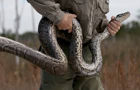 › exotic pet store orlando florida. How Do We Prevent Pets From Becoming Exotic Invaders Scientific American